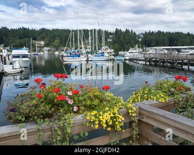 Usa, Washington State, Gig Harbor, geraniums in planters on dock by marina Stock Photo