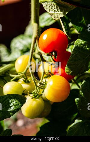 USA, Washington State, Bremerton. Cherry tomatoes ripening on the vine. Stock Photo