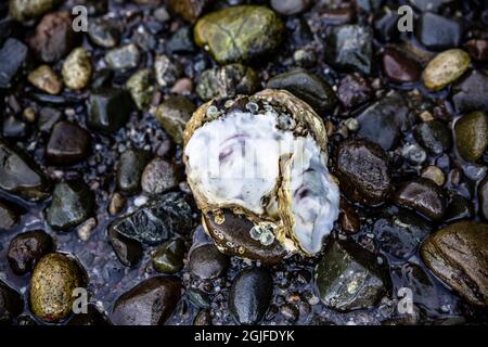 USA, Washington State, Seabeck. Oyster shell and barnacles on a pebble beach. Stock Photo