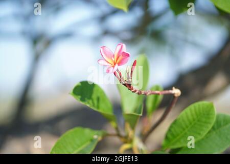 Closeup shot of plumeria flowers growing on the tree with blurred ...