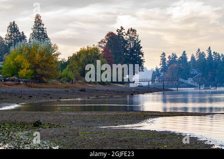 Tracyton, Washington State. Puget Sound, seagull on beach. Stock Photo