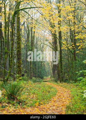 WA, Tiger Mountain, Leaf covered trail Stock Photo