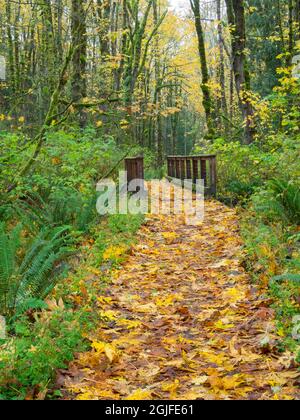 WA, Tiger Mountain, Leaf covered trail Stock Photo