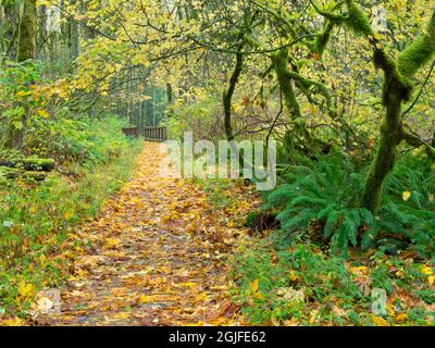 WA, Tiger Mountain, Leaf covered trail Stock Photo