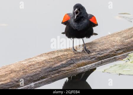 Washington State, Lake Washington. Red-winged blackbird standing on log calling Stock Photo