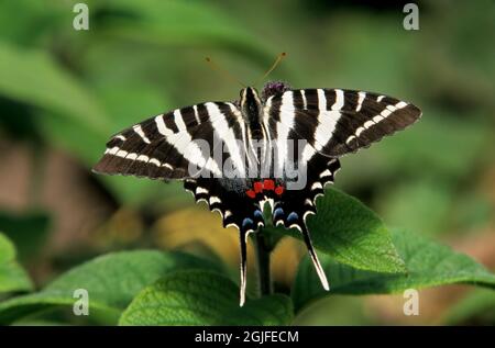 Washington State, Seattle. Butterfly, Zebra Swallowtail, feeding on Heliotrope flower Stock Photo