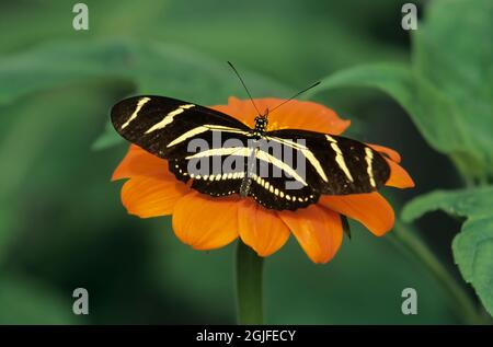 Washington State, Seattle. Butterfly, Zebra Longwing, feeding on Torchflower Stock Photo