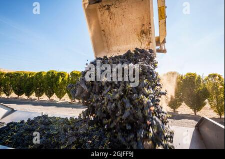 USA, Washington State, Red Mountain. A bin of merlot grapes are poured in the destemmer at crush. Stock Photo