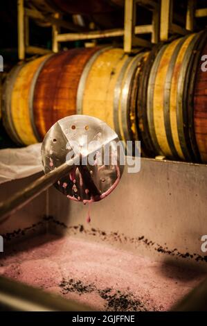 USA, Washington State, Walla Walla. Wine cap punch down tool at work in winery during crush. Stock Photo