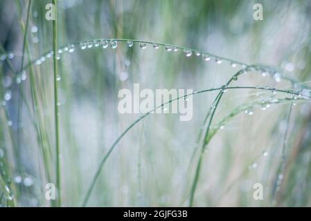 Washington State, Bellevue. Water Drops on Grass Stock Photo