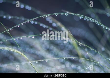 Washington State, Bellevue. Water Drops on Grass Stock Photo
