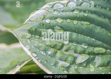 Washington State, Bellevue. Water Drops on Hosta Stock Photo