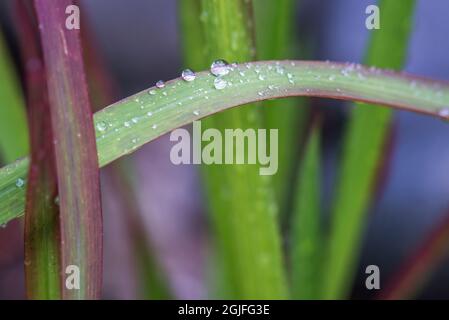 Washington State, Bellevue. Water Drops on Japanese Blood Grass Stock Photo