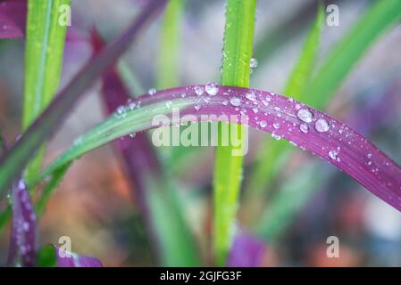 Washington State, Bellevue. Water Drops on Japanese Blood Grass Stock Photo