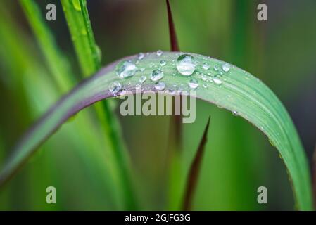 Washington State, Bellevue. Water Drops on Japanese Blood Grass Stock Photo