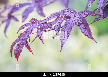 Washington State, Bellevue. Water Drops on Japanese Maple leaves Stock Photo