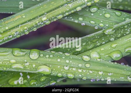 Washington State, Bellevue. Water Drops on leaves Stock Photo