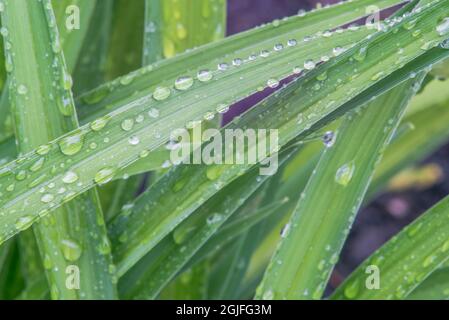 Washington State, Bellevue. Water Drops on leaves Stock Photo
