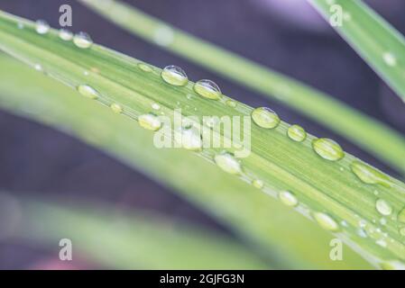 Washington State, Bellevue. Water Drops on leaves Stock Photo