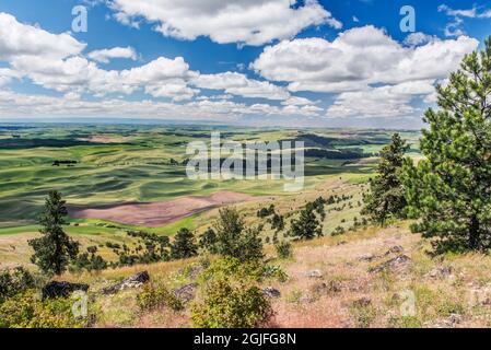 Washington State, Whitman County. Kamiak Butte County Park, looking down on the Palouse Stock Photo