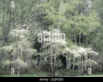 USA, Washington State, Snoqualmie forest edge in spring with dogwoods blooming Stock Photo