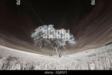 Lone tree in field of harvested wheat. Stock Photo
