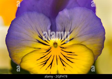 Blue yellow Garden Pansy Blooming macro, Bellevue, Washington State. Cold Weather flowers Stock Photo