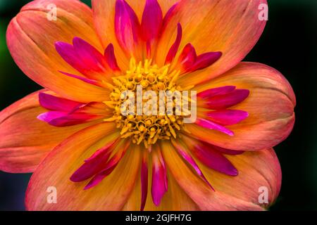 Orange pink Collarette Dahlia Blooming. Dahlia named Kelsey Annie Joy Stock Photo