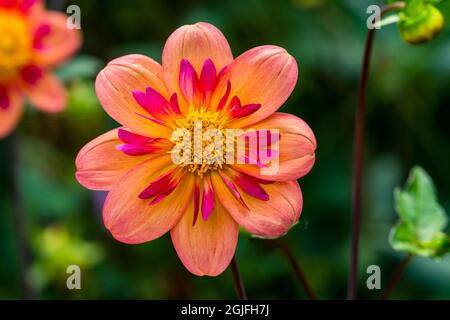 Orange pink Collarette Dahlia Blooming. Dahlia named Kelsey Annie Joy Stock Photo