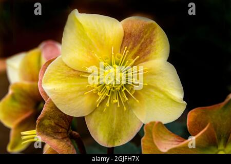 Yellow pink Ivory Queen Hellebore Christmas Rose Blooming. Native to mountains in Europe in Balkans, Greece and Turkey Stock Photo