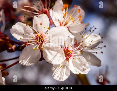 Pink cherry plum flowering fruit tree, Bellevue, Washington State. Stock Photo