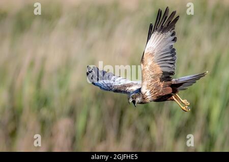 Marsh Harrier ( Circus aeruginosus ), adult, male hunting in flight, RSPB Minsmere, Suffolk UK Stock Photo