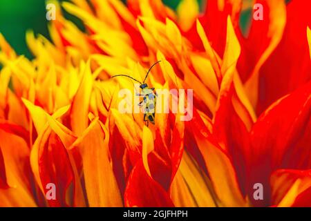 Spotted cucumber bug red, yellow, orange Dinnerplate AA dahlia blooming. Dahlia named Show N Tell Stock Photo