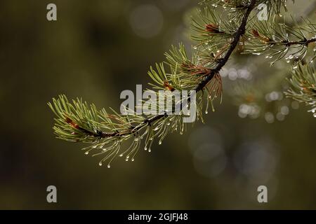 Water drops on pine tree, Yellowstone National Park, Wyoming Stock Photo