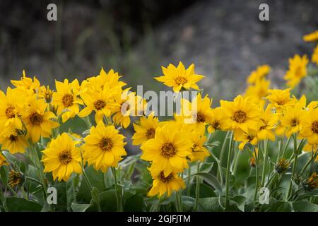 USA, Wyoming, Yellowstone National Park. Arrowleaf balsam root flowers in bloom. Stock Photo