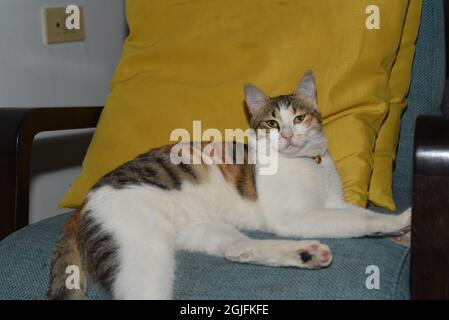 cat sitting on the sofa Stock Photo