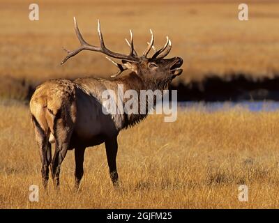 Wyoming, Yellowstone National Park, Roosevelt bull elk, bugling in meadow Stock Photo