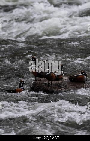 USA, Wyoming. Harlequin ducks, La Grange Cascade For sale as