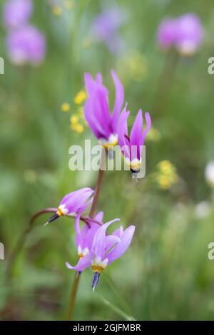 USA, Wyoming. Shooting star (Dodecatheon sp.), in a meadow, Yellowstone National Park. Stock Photo