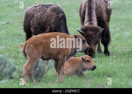 USA, Wyoming. Bison and calves, Yellowstone National Park. Stock Photo