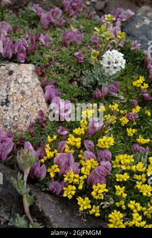 USA, Wyoming. Yellowstone Draba, Alpine Smelowskia and dwarf clover, Beartooth Pass. Stock Photo