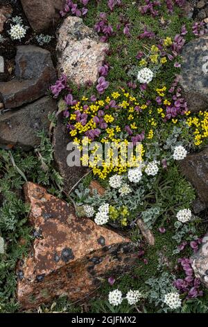 USA, Wyoming. Alpine Smelowskia, dwarf clover and Yellowstone Draba growing among rocks, Beartooth Pass. Stock Photo