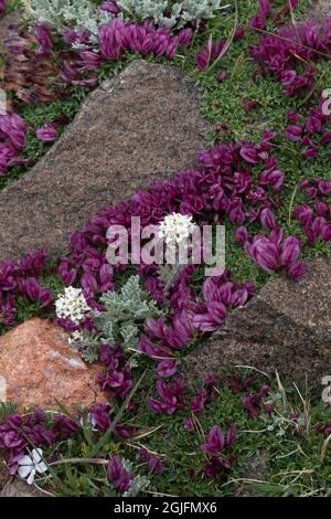 USA, Wyoming. Dwarf clover, Alpine Smelowskia, Beartooth Pass. Stock Photo