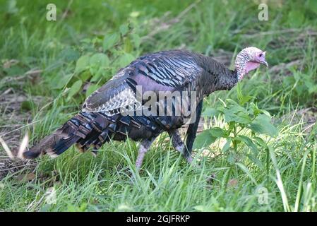 Missouri, United States. 9th Sept 2021: September 9, 2021: A wild turkey roams the course during the Pro-Am day of the Ascension Charity Classic held at Norwood Hills Country Club in Jennings, MO Richard Ulreich/CSM Credit: Cal Sport Media/Alamy Live News Stock Photo