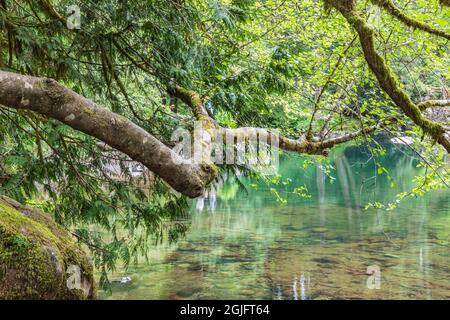 Moulton Falls Regional Park, Yacolt, Washington, USA. Reflections in the East Fork Lews River. Stock Photo