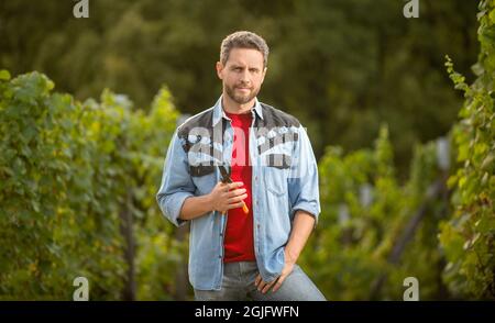 bearded harvester with scissors in vineyard farm, summer harvest Stock Photo