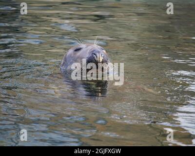 Grey seal in a Moray Firth Harbour waiting for the fisher boats to come in, Scotland, UK Stock Photo