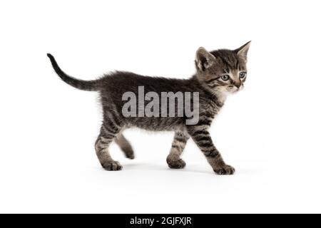 Pretty little grey cat on a white background Stock Photo