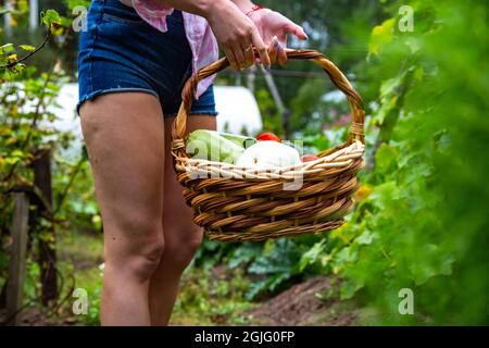 Harvest vegetable from organic vegetable garden. farmer woman with basket full of natural organic vegetables close up no face Stock Photo