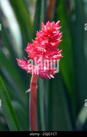 Brazilian vaseplant, or vase plant, Aechmea distichantha var. schlumbergeri, lándzsarózsa, America Stock Photo